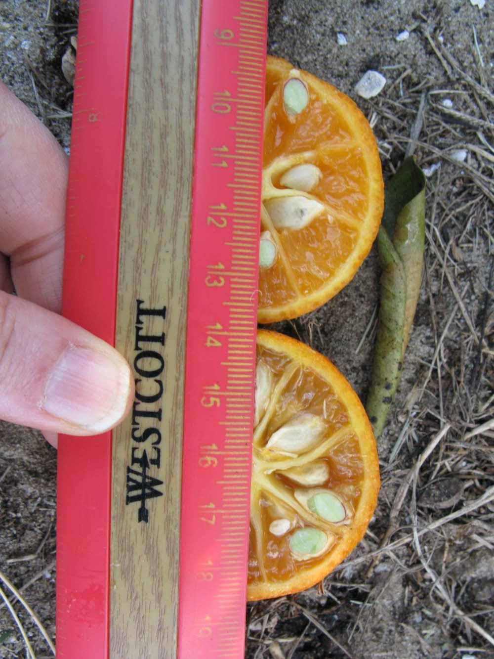              Fruit cross-section (Winter Haven, FL)       